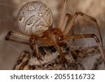 Small photo of Brown Widow Spider of the species Latrodectus geometricus preying on a Adult Wolf Spider of the Family Lycosidae