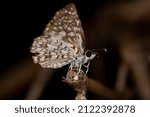 Small photo of Adult Orcus Checkered-Skipper Moth Insect of the species Burnsius orcus