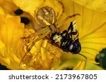 Small Female Crab Spider Of The ...