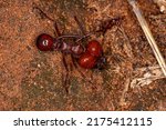 Small photo of Atta Leaf-cutter Ant of the species Atta laevigata with a small dead ant biting its paw