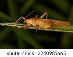 Small photo of Adult Raspy Cricket of the Family Gryllacrididae