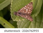 Small photo of Adult Orcus Checkered-Skipper Moth Insect of the genus Burnsius