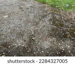 Small photo of Graupel, also called soft hail, hominy snow, or snow pellets.