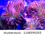 Anemones Coral Reef Underwater...