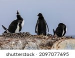 Gentoo Penguin Nest In...