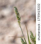 Small photo of A hybrid cultivar of beardless wheat (Triticum aestivum) an important agricultural cereal grain crop in the grass family
