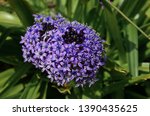 Purple Blue Peruvian Lily Taken ...