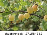 Grows Ripe Gooseberries On A...