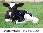 Very Cute Newborn Holstein Calf ...