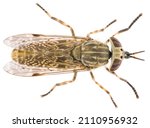 Haematopota Is A Genus Of Flies ...