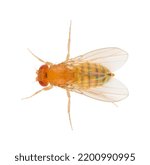 Small photo of Drosophila melanogaster also known as the fruit fly or lesser fruit fly is a species of fly in the family Drosophilidae. Dorsal view of fruit fly isolated on white background.