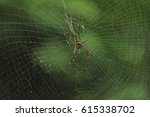 Golden Orb Weaver Spider In The ...