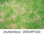 Dry grass leaf change from green to dead brown in a circle lawn texture background dead dry grass. Dead grass of the nature background.