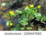 Small photo of Spring flowering of marsh yellow flowers of terry marsh marigold marsh, other names (mullein, cow lily, common marsh marigolds)