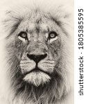 Male Lion Portrait From South...