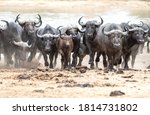 A herd of Cape Buffalo charging away from the water after being spooked by a predator.