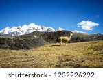 Llamas  Alpaca  In Andes...