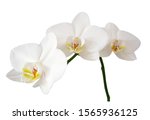 Branch Of White Orchid Isolated ...