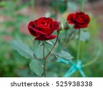 Red Roses On A Bush In A Garden....