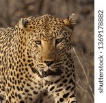 Small photo of Leopard Naledi Game Reserve