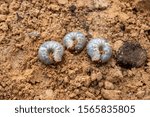Beetles Larvae  White Grubs...