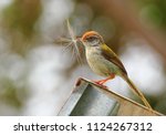 Small photo of As the name goes Tailor birds tailor the leaf in a cone shape for nest. Common garden bird that chirps loudly