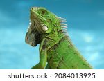 Small photo of A brightly colored green iguana suns itself next to a pool on the island of Aruba.