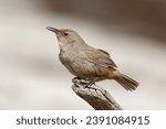 Small photo of Cobb's Wren singing - rare and endemic Falklands bird