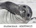 Southern Elephant Seal Pup
