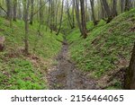 Forest ravine with a small stream. Spring natural landscape.