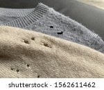 Two expensive cashmere sweaters with holes and damaged, caused by cloth moths (Tineola bisselliella). Selective focus