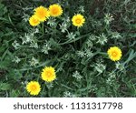 Small photo of Spent and unspent dandelion bouquet