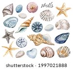 Shells Set  Beach Scenery....