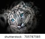 Snow Leopard Irbis   Portrait
