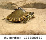 Small photo of Juvenile Pascagoula Map turtle (Graptemys gibbonsi) basking on sandbar, close up, Mississippi