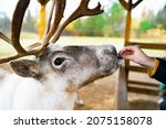 Small photo of A man hand feeds a forest deer. The northern white fawn, reindeer. is eating.