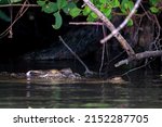 Small photo of Closeup of Mugger crocodile or Crocodylus palustris in the water