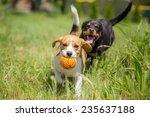 Two Dogs Chasing A Ball
