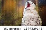 Banner With Funny Polar Owl...