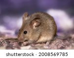 A big fat mouse with a long tail eats grain is on beautiful background. A gray rodent holds a seed in its paws. Wild animal in habitat close up. Harvest in autumn. Thanksgiving day rat