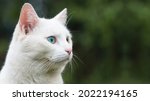 Banner with pretty white cat with different eyes and long mustache.Turkish angora. Close up portrait of kitten isolated on beautiful green background. Domestic animals. Funny pets. Copy space for text