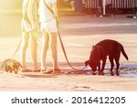 Small photo of animals languish from the summer heat the owner's dog drinks water from the city puddle