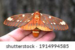 Bright Colored Giant Silk Moth  ...