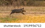 Small photo of large wild feral hog, pig or swine (sus scrofa) sow running in an open field in central Florida, in evening yellow light, dry grass background, nuisance animal, destructive, apparent mother