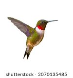 Adult Male Ruby Throated...