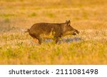 Small photo of large wild feral hog, pig or swine - sus scrofa - boar running in an open field in central Florida, in evening yellow light, dry grass background, nuisance animal, destructive, mouth open