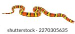 Wild scarlet kingsnake or scarlet milk snake - Lampropeltis elapsoides - Isolated on white background 