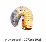 Larval grub worm form of smooth ox beetle - Strategus aloeus - large harmless clumsy rhinoceros beetle in United States.  isolated on white background. common garden pest visitor