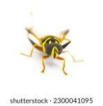 Small photo of flower, hover, Syrphid or drone fly - Carolinian Elegant - Meromacrus acutus - bright yellow and black colors with stripes that mimic a bee or wasp isolated on white background, front top view