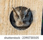 Small photo of Grey morph eastern screech owl - Megascops asio - looking out of a wooden nesting box with super feather detail and texture. relaxed and comfortable adorable and cute. ear tufts